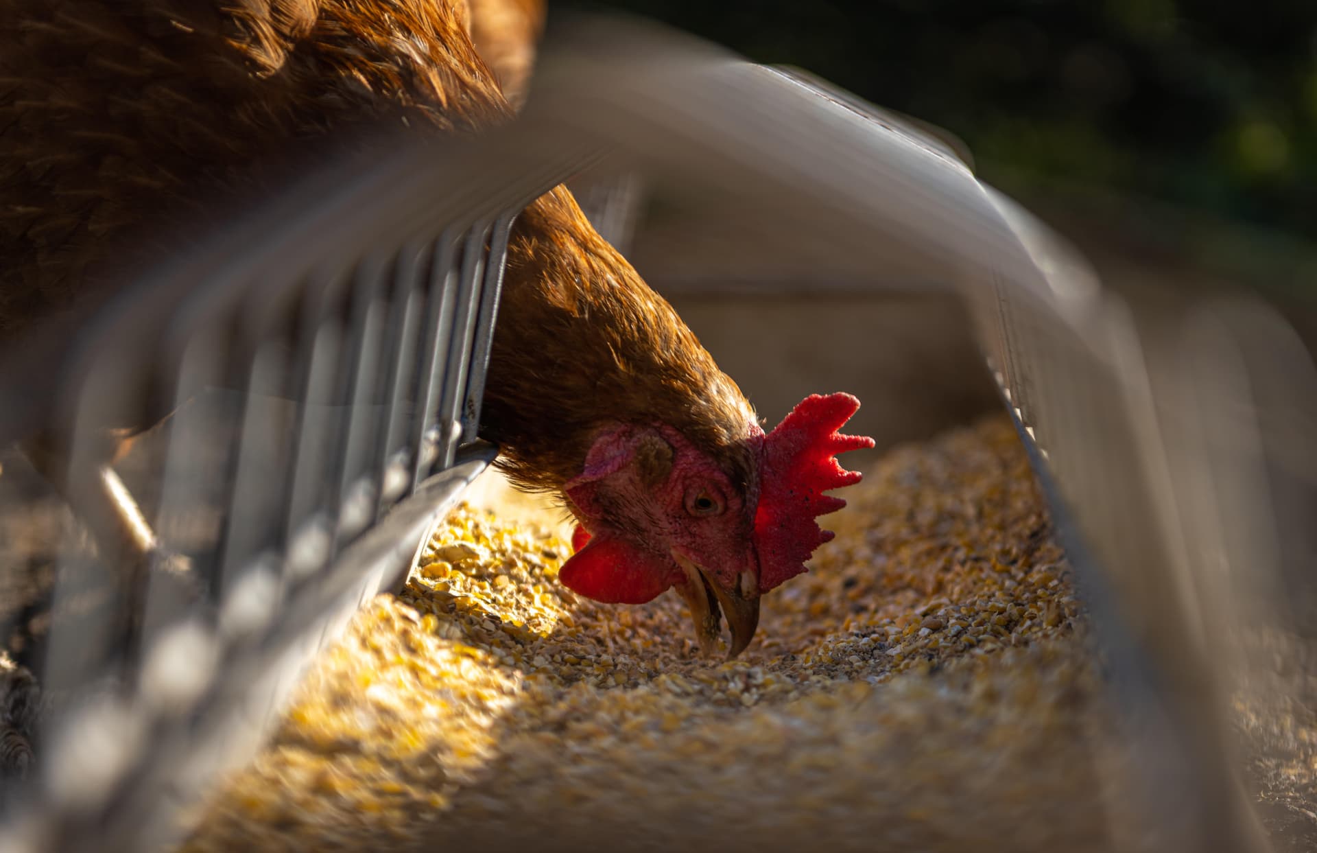 Poultry Farming